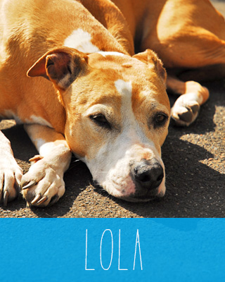 Polly der Hund