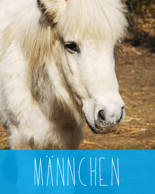 Maennchen das Pferd