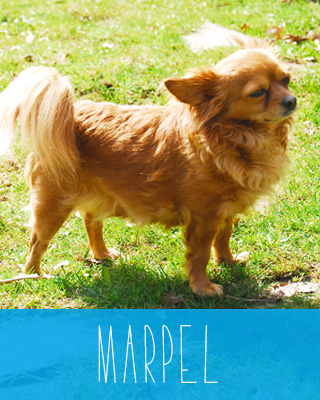 Marpel der Chiwawa