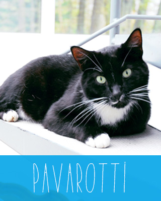 Pavarotti die Katze