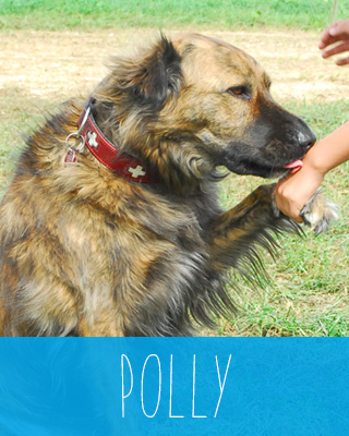 Polly der Therapiehund